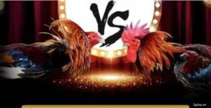 Hướng Dẫn Chơi Đá Gà GA28 Tại 789Win Để Thành Công