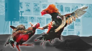 Bí Quyết Chơi Đá Gà Sabong Tại 789Win Để Thắng Lớn