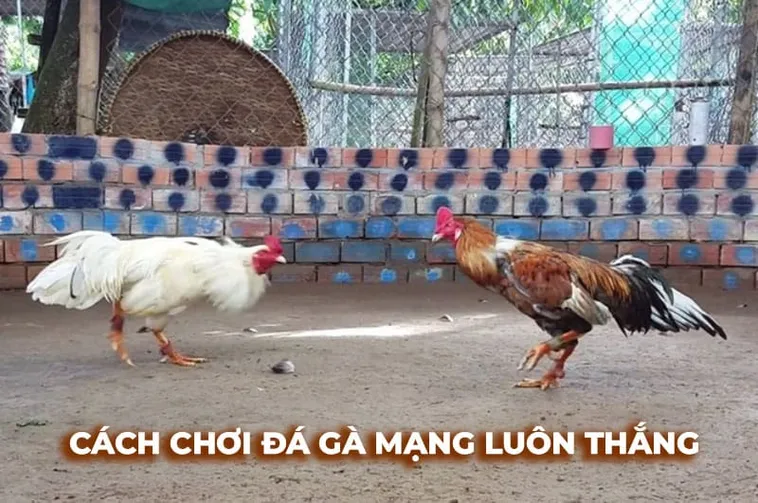 Bí Quyết Chơi Đá Gà Sabong Tại 789Win Để Thắng Lớn