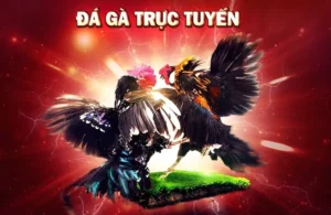 Hướng Dẫn Cách Chơi Đá Gà 3D Tại 789Win Hiệu Quả Nhất